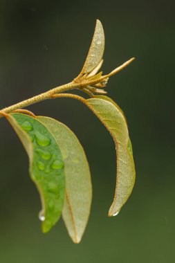 Su yapraklara damlıyor. Kuzey Batı Eyaleti. Güney Afrika