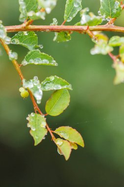 Su yapraklara damlıyor. Kuzey Batı Eyaleti. Güney Afrika