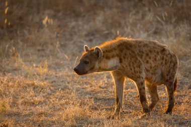 Görülmüş sırtlan ya da gülen sırtlan. (Crocuta crocuta) Botswana