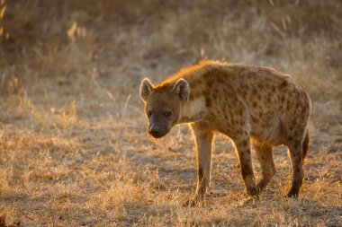 Görülmüş sırtlan ya da gülen sırtlan. (Crocuta crocuta) Botswana