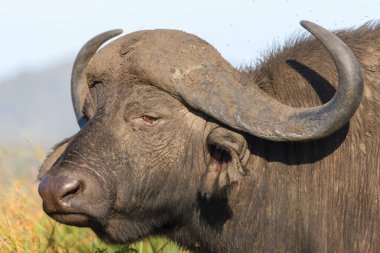 Afrika bufalosu veya Cape Buffalo (Syncerus caffer). KwaZulu Natal. Güney Afrika