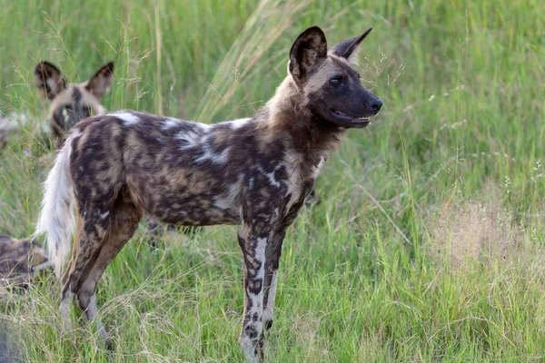 African wild dog (Lycaon pictus), aka, painted wolf, African hunting dog, Cape Hunting Dog or African painted dog. North West Province. South Africa.