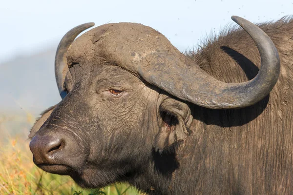 African buffalo or Cape buffalo (Syncerus caffer). KwaZulu Natal. South Africa