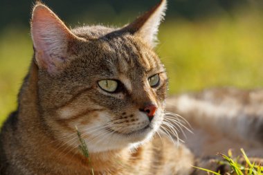 Afrika Vahşi Kedisi (Felis Silvestris lybica). KwaZulu Natal. Güney Afrika
