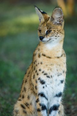 Serval (Leptailurus serval). KwaZulu Natal. Güney Afrika