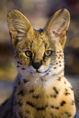 Serval (Leptailurus Serval). Kuzey Tuli oyun parkı. Botswana