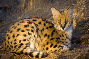 Serval (Leptailurus Serval). Kuzey Tuli oyun parkı. Botswana