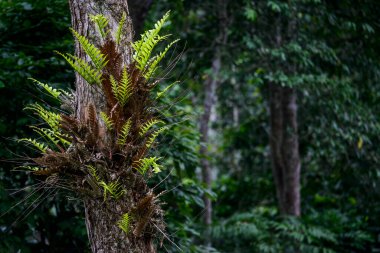 Marantaceae forest vegetation. Odzala-Kokoua National Park. Cuvette-Ouest Region. Republic of the Congo