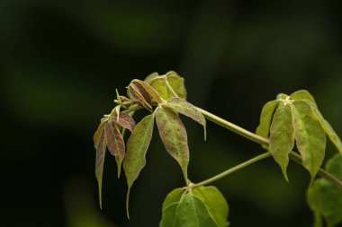 Marantaceae forest vegetation. Odzala-Kokoua National Park. Cuvette-Ouest Region. Republic of the Congo