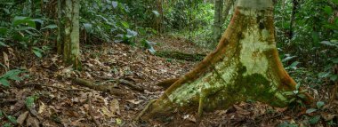 Marantaceae forest interior. Odzala-Kokoua National Park. Cuvette-Ouest Region. Republic of the Congo