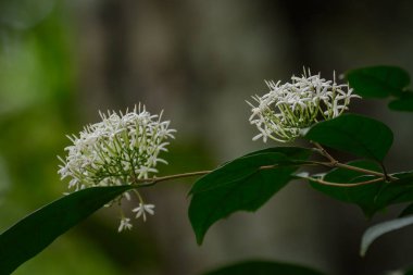 Marantaceae forest vegetation. Odzala-Kokoua National Park. Cuvette-Ouest Region. Republic of the Congo