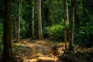 Marantaceae forest interior. Odzala-Kokoua National Park. Cuvette-Ouest Region. Republic of the Congo (Congo Brazzaville).