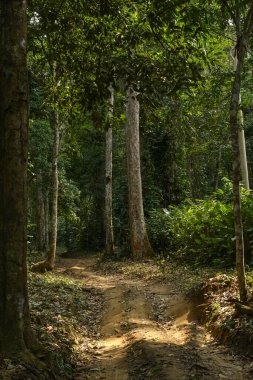 Marantaceae forest interior. Odzala-Kokoua National Park. Cuvette-Ouest Region. Republic of the Congo (Congo Brazzaville).