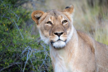 Tipik Karoo habitatında aslan (Panthera leo). Batı Burnu. Güney Afrika