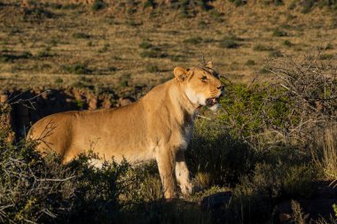 Tipik Karoo habitatında aslan (Panthera leo). Batı Burnu. Güney Afrika