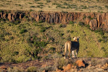 Tipik Karoo habitatında aslan (Panthera leo). Batı Burnu. Güney Afrika
