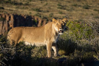 Tipik Karoo habitatında aslan (Panthera leo). Batı Burnu. Güney Afrika