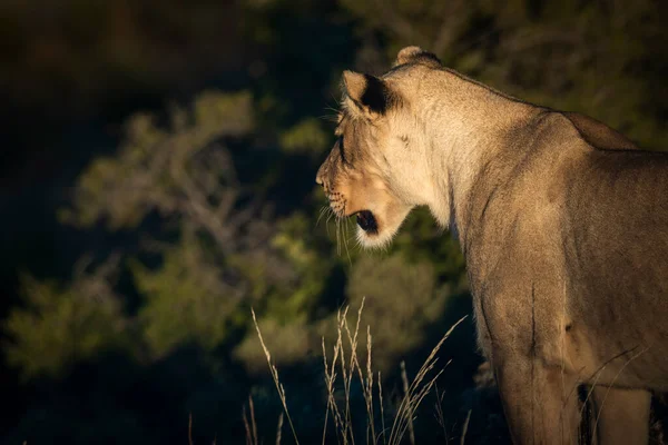 León Panthera Leo Hábitat Típico Karoo Western Cape Sudafrica — Foto de Stock