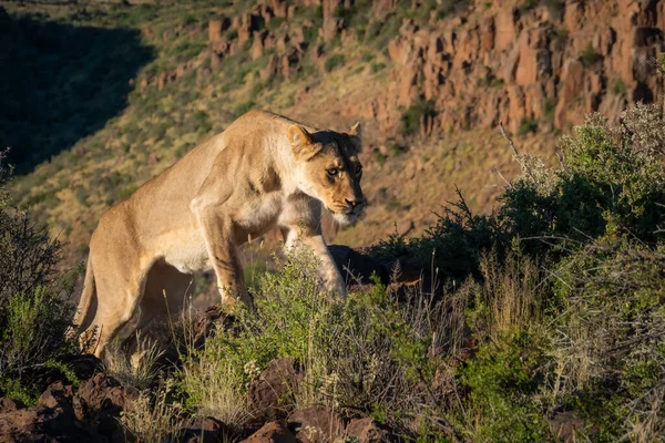 Лев Panthera Leo Типичной Среде Обитания Кару Западный Мыс Южная — стоковое фото