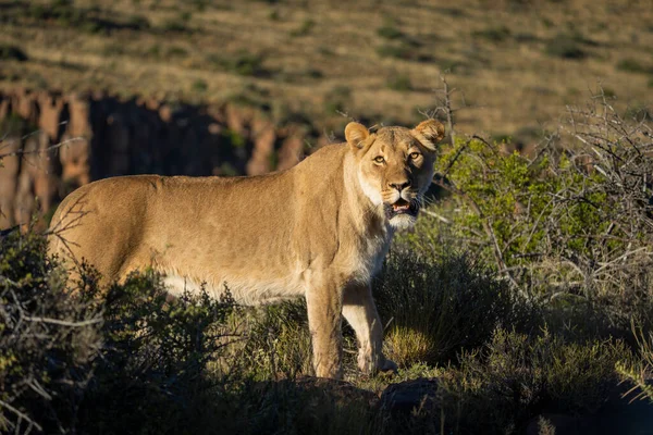 Leão Panthera Leo Habitat Típico Karoo Cabo Ocidental África Sul — Fotografia de Stock
