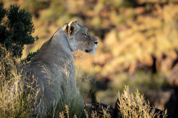 Lion Panthera Leo Dans Habitat Typique Karoo Western Cape Afrique — Photo