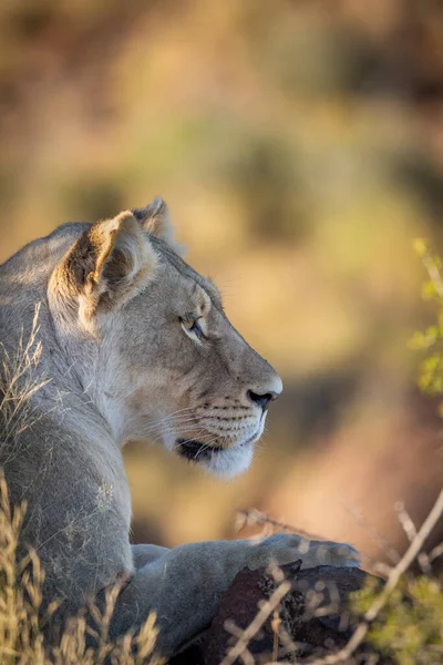 Лев Panthera Leo Типичной Среде Обитания Кару Западный Мыс Южная — стоковое фото