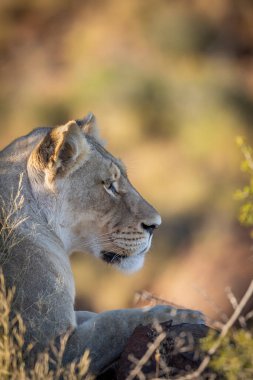 Tipik Karoo habitatında aslan (Panthera leo). Batı Burnu. Güney Afrika