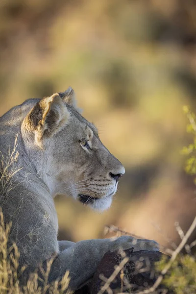 Lew Panthera Leo Typowym Środowisku Karola Zachodni Cape Republika Południowej — Zdjęcie stockowe