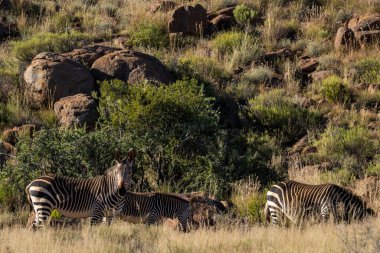 Tipik Karoo habitatında Cape Dağı zebrası (Equus zebra). Batı Beaufort, Batı Burnu. Güney Afrika