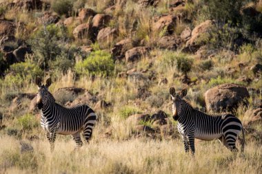 Tipik Karoo habitatında Cape Dağı zebrası (Equus zebra). Batı Beaufort, Batı Burnu. Güney Afrika
