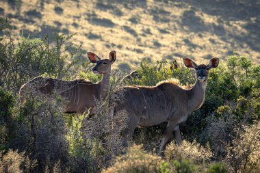 Daha büyük kudu (Tragelaphus strepsiceros) dişisi. Beaufort West, Karoo, Batı Burnu. Güney Afrika