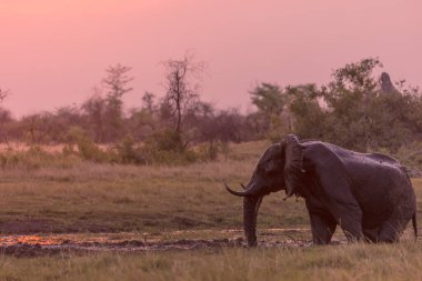 Afrika çalı fili (Loxodonta africana) gün batımında bir su birikintisinde çamur banyosu yapıyor. Okavango Deltası. Botswana