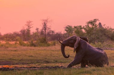 Afrika çalı fili (Loxodonta africana) gün batımında bir su birikintisinde çamur banyosu yapıyor. Okavango Deltası. Botswana