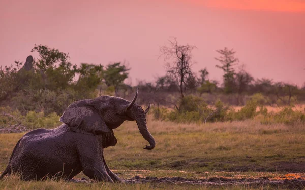 Afrika çalı fili (Loxodonta africana) gün batımında bir su birikintisinde çamur banyosu yapıyor. Okavango Deltası. Botswana