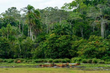 Lango Bai 'de Afrika orman bufalosu (Syncerus caffer nanus). Odzala-Kokoua Ulusal Parkı. Cuvette-Ouest Bölgesi. Kongo Cumhuriyeti