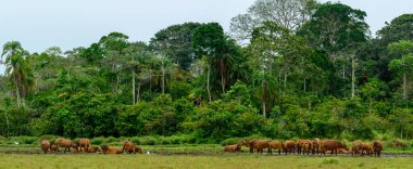 Lango Bai 'de Afrika orman bufalosu (Syncerus caffer nanus). Odzala-Kokoua Ulusal Parkı. Cuvette-Ouest Bölgesi. Kongo Cumhuriyeti