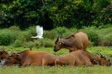 Afrika orman bizonları (Syncerus caffer nanus), Lango Bai 'de sarı gagalı öküzler (Buphagus africanus) ve sığır balıkçıları (Bubulcus ibis). Odzala-Kokoua Ulusal Parkı. Cuvette-Ouest Bölgesi. Kongo Cumhuriyeti