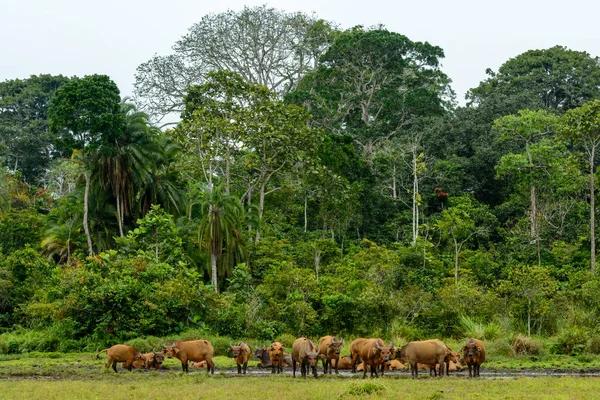 Lango Bai 'de Afrika orman bufalosu (Syncerus caffer nanus). Odzala-Kokoua Ulusal Parkı. Cuvette-Ouest Bölgesi. Kongo Cumhuriyeti