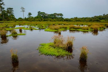Lango Bai. Odzala-Kokoua Ulusal Parkı. Cuvette-Ouest Bölgesi. Kongo Cumhuriyeti