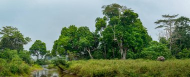 Afrika orman fili (Loxodonta Cyclotis) ve Lekoli Nehri. Odzala-Kokoua Ulusal Parkı. Cuvette-Ouest Bölgesi. Kongo Cumhuriyeti