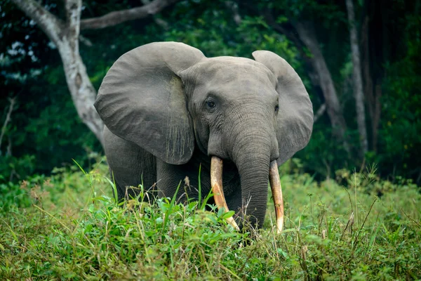 Afrikanischer Waldelefant Loxodonta Cyclotis Dichten Regenwald Unterholz Nationalpark Odzala Kokoua — Stockfoto