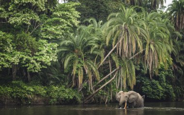 Afrika orman fili (Loxodonta Cyclotis) ve Lekoli Nehri. Odzala-Kokoua Ulusal Parkı. Cuvette-Ouest Bölgesi. Kongo Cumhuriyeti