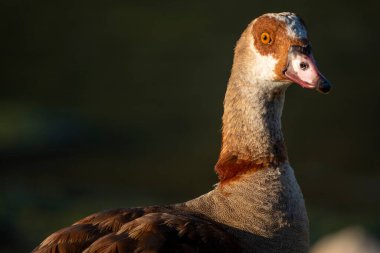 Mısır kazı (Alopochen aegyptiaca). Vermont Tuz Tavası. Hermanus, Balina Sahili, Overberg, Batı Burnu, Güney Afrika.