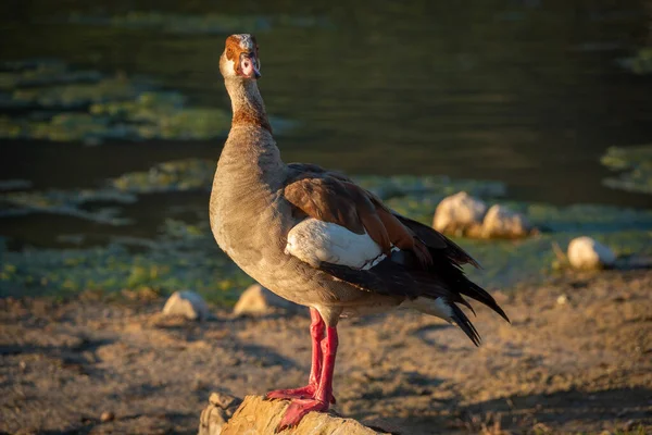 Egyptian goose (Alopochen aegyptiaca) showing webbed feet. Vermont Salt Pan. Hermanus, Whale Coast, Overberg, Western Cape, South Africa.
