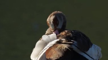 Mısırlı kaz (Alopochen aegyptiaca) kendini hazırlıyor. Vermont Tuz Tavası. Hermanus, Balina Sahili, Overberg, Batı Burnu, Güney Afrika.