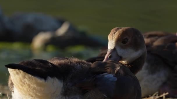 Egyptian Goose Alopochen Aegyptiaca Preening Itself Vermont Salt Pan Hermanus — Stock Video