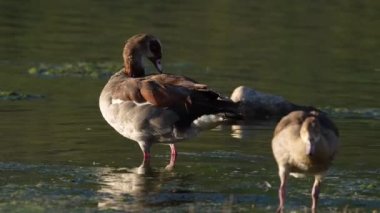 Mısır kazı (Alopochen aegyptiaca). Vermont Tuz Tavası. Hermanus, Balina Sahili, Overberg, Batı Burnu, Güney Afrika.