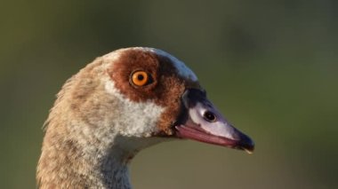 Mısır kazı (Alopochen aegyptiaca). Vermont Tuz Tavası. Hermanus, Balina Sahili, Overberg, Batı Burnu, Güney Afrika.