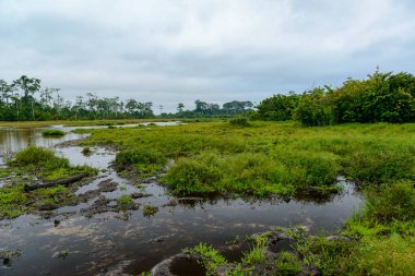 Lango Bai 'nin manzarası. Odzala-Kokoua Ulusal Parkı. Cuvette-Ouest Bölgesi. Kongo Cumhuriyeti (Kongo Brazzaville).