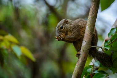 Kırmızı bacaklı güneş sincabı (Heliosciurus rufobrachium) besleniyor. Odzala-Kokoua Ulusal Parkı. Cuvette-Ouest Bölgesi. Kongo Cumhuriyeti